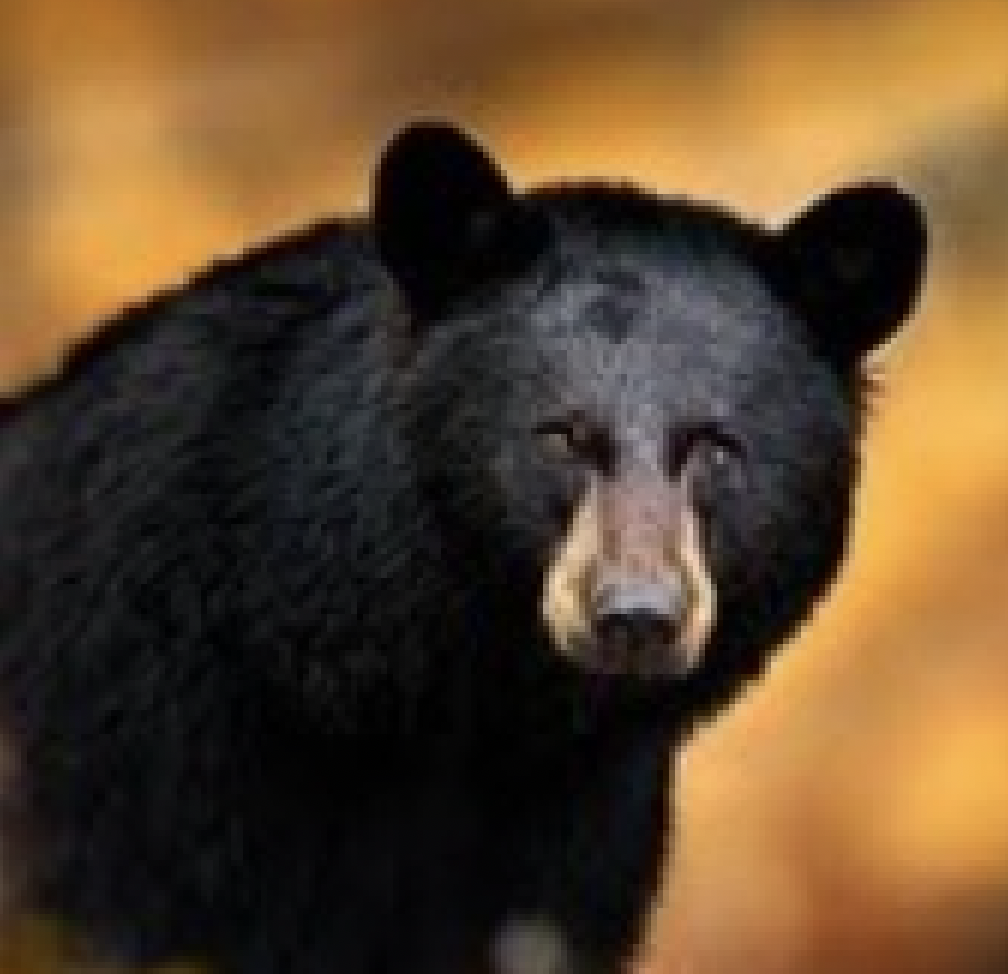 Black Bear